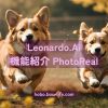 dog corgi